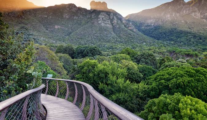 Blossom in South Africa