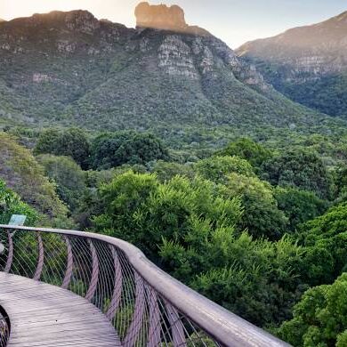 Blossom in South Africa